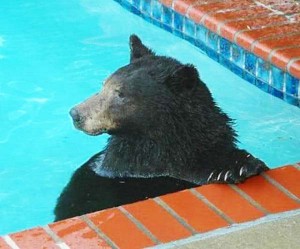 Αρκούδα κολυμπάει στην πισίνα ιδιωτικής κατοικίας! - Φωτογραφία 1