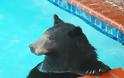 Αρκούδα κολυμπάει στην πισίνα ιδιωτικής κατοικίας!