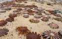 Εκατοντάδες «πεινασμένοι» αστερίες ξεβράστηκαν στις ακτές - Φωτογραφία 1
