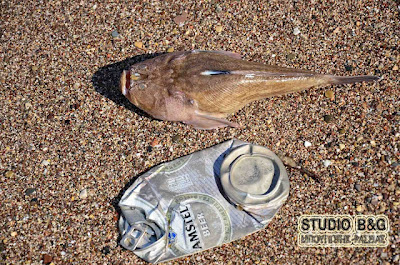 Παγκόσμια ημέρα περιβάλλοντος - καθαρισμός ακτών στο Ναύπλιο - Φωτογραφία 2