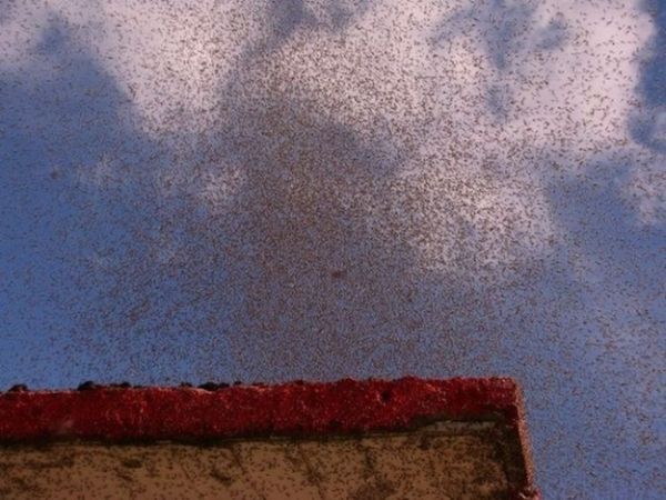 ΔΕΙΤΕ: Η επιδρομή των… κουνουπιών - Φωτογραφία 5
