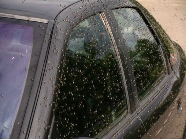 ΔΕΙΤΕ: Η επιδρομή των… κουνουπιών - Φωτογραφία 6