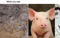 Τι βλέπεις εσύ vs τι βλέπουν τα ζώα - Φωτογραφία 9