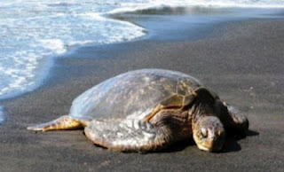 Νεκρή η θαλάσσια χελώνα που εντοπίστηκε στο Θερμαϊκό - Φωτογραφία 1