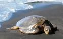 Νεκρή η θαλάσσια χελώνα που εντοπίστηκε στο Θερμαϊκό