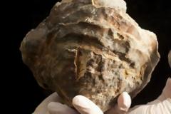 Απίστευτο: Βρέθηκε το μεγαλύτερο μαργαριτάρι όλων των εποχών!