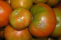 Το έντομο που απειλεί την ντομάτα εμφανίστηκε ξανά στη Μεσσηνία - Φωτογραφία 1