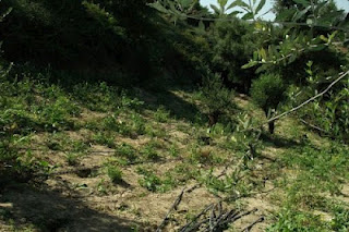 Φυτεία 580 δενδρυλλίων με όλα τα... κομφόρ στον Κρουσώνα - Φωτογραφία 1