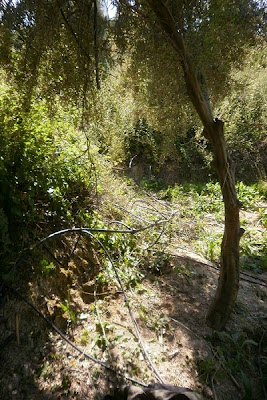 Φυτεία 580 δενδρυλλίων με όλα τα... κομφόρ στον Κρουσώνα - Φωτογραφία 2