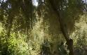 Φυτεία 580 δενδρυλλίων με όλα τα... κομφόρ στον Κρουσώνα - Φωτογραφία 2