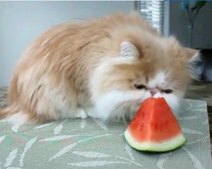 VIDEO: Μια γάτα εθισμένη στο καρπούζι! - Φωτογραφία 1