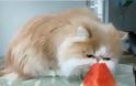 VIDEO: Μια γάτα εθισμένη στο καρπούζι!
