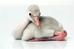 ΔΕΙΤΕ: Ένα μικρό φλαμίνγκο χαρίζει ελπίδες στο είδος του