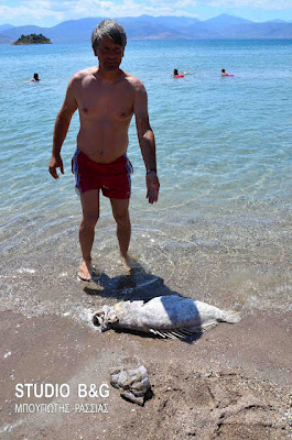 Παράξενο ψάρι σε παραλία του Ναυπλίου - Φωτογραφία 2