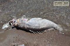 Παράξενο ψάρι σε παραλία του Ναυπλίου