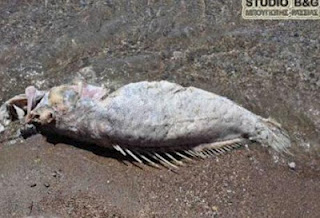 Ένα πολύ παράξενο μεγάλο ψάρι ξέβρασε η θάλασσα στο Ναύπλιο...Δείτε φώτο - Φωτογραφία 1