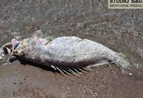 Ένα πολύ παράξενο μεγάλο ψάρι ξέβρασε η θάλασσα στο Ναύπλιο...Δείτε φώτο - Φωτογραφία 2
