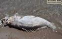 Ένα πολύ παράξενο μεγάλο ψάρι ξέβρασε η θάλασσα στο Ναύπλιο...Δείτε φώτο - Φωτογραφία 2