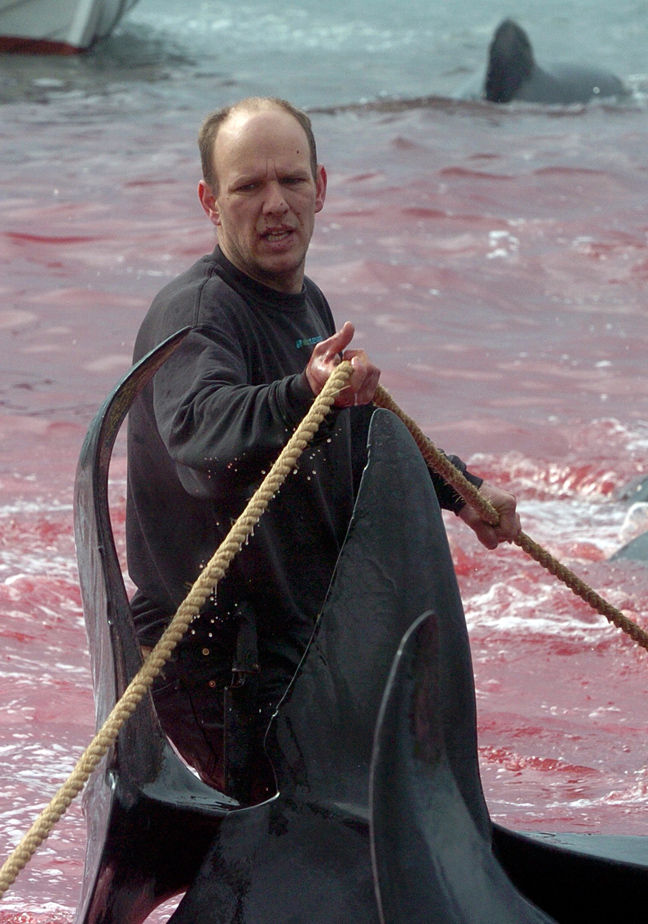 Σοκαριστικές φωτογραφίες από την απίστευτη σφαγή των φαλαινών - Φωτογραφία 2