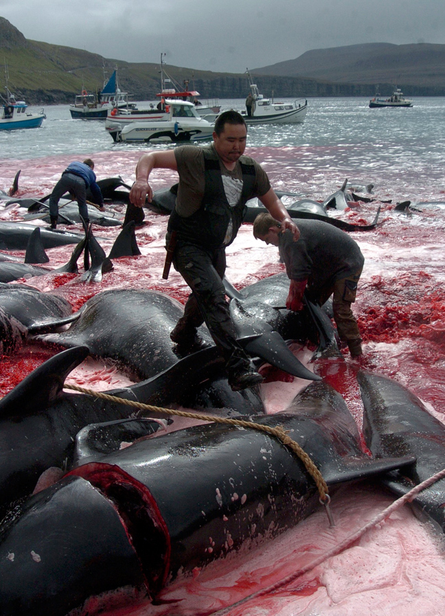 Σοκαριστικές φωτογραφίες από την απίστευτη σφαγή των φαλαινών - Φωτογραφία 4