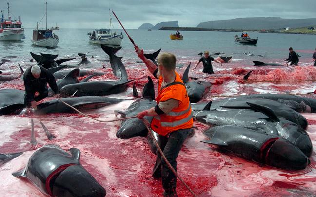 Σοκαριστικές φωτογραφίες από την απίστευτη σφαγή των φαλαινών - Φωτογραφία 6