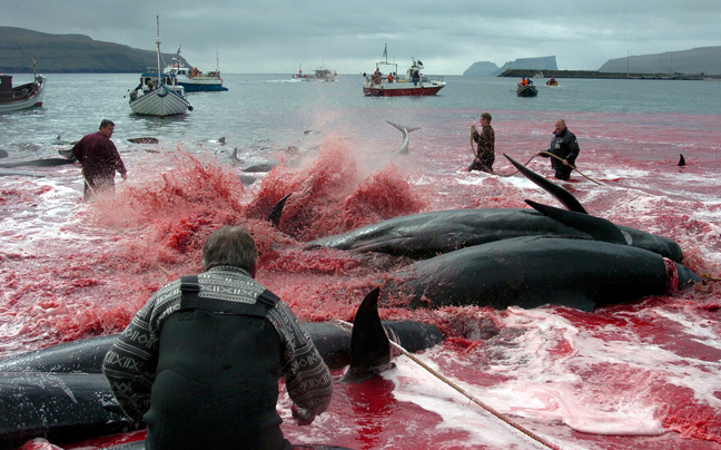 Σοκαριστικές φωτογραφίες από την απίστευτη σφαγή των φαλαινών - Φωτογραφία 7