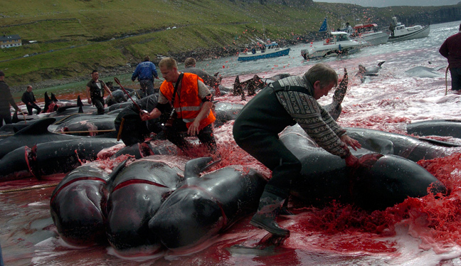 Σοκαριστικές φωτογραφίες από την απίστευτη σφαγή των φαλαινών - Φωτογραφία 8