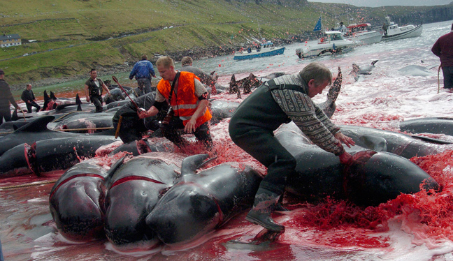 Σοκαριστικές φωτογραφίες από την απίστευτη σφαγή των φαλαινών - Φωτογραφία 9