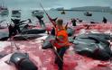 Σοκαριστικές φωτογραφίες από την απίστευτη σφαγή των φαλαινών - Φωτογραφία 6