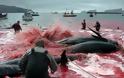Σοκαριστικές φωτογραφίες από την απίστευτη σφαγή των φαλαινών - Φωτογραφία 7