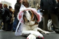 Νέα τρέλα: Πεντικιούρ σε… σκύλους!