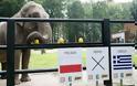 Euro 2012: Ο ελέφαντας έδειξε Πολωνία!