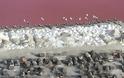 Ροζ λίμνη βαμμένη από βακτήρια - Φωτογραφία 3