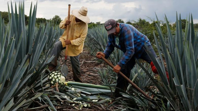 Παγκόσμια έλλειψη σε τεκίλα. Η παραγωγή Αγαύης στο Μεξικό δεν μπορεί να καλύψει την ζήτηση - Φωτογραφία 1