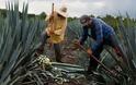 Παγκόσμια έλλειψη σε τεκίλα. Η παραγωγή Αγαύης στο Μεξικό δεν μπορεί να καλύψει την ζήτηση
