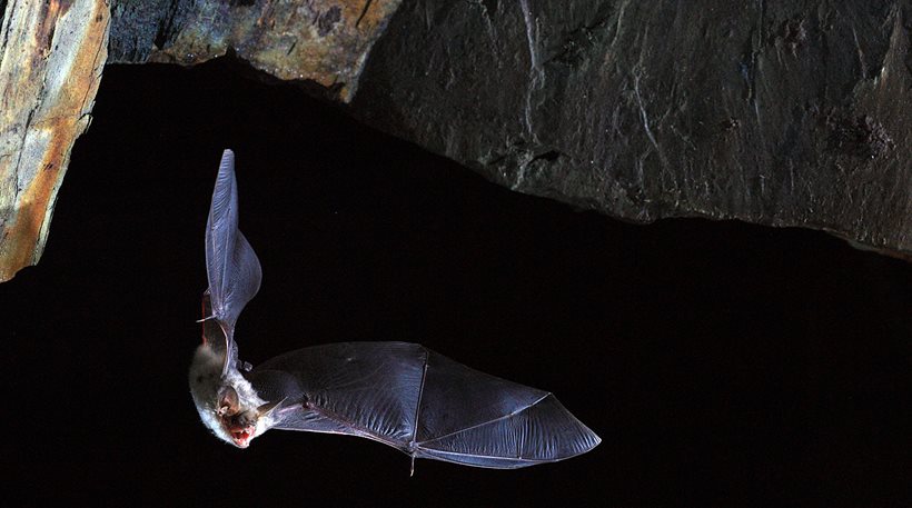 Στις νυχτερίδες ψάχνουν το «μυστικό της μακροζωΐας» οι επιστήμονες - Φωτογραφία 1