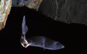 Στις νυχτερίδες ψάχνουν το «μυστικό της μακροζωΐας» οι επιστήμονες
