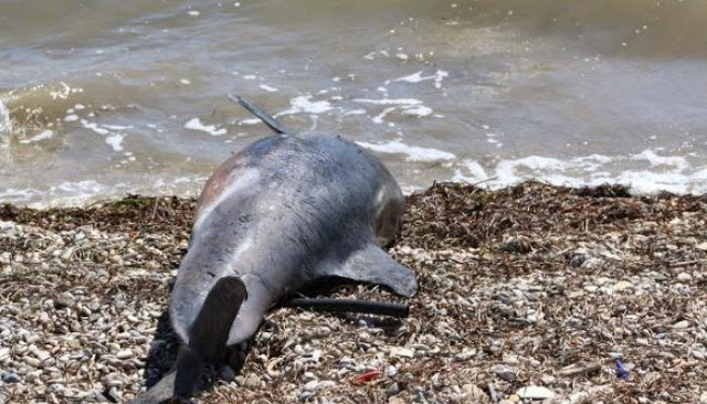 Εντοπίστηκε νεκρό δελφίνι στην Κεφαλονιά - Φωτογραφία 1
