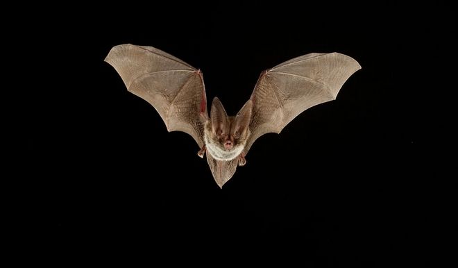 Οι επιστήμονες ψάχνουν στις νυχτερίδες το μυστικό της μακροζωίας - Φωτογραφία 1