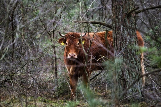 Αγελάδα το «έσκασε» στο δρόμο για το σφαγείο και κρύβεται εδώ και ένα μήνα στο δάσος! - Φωτογραφία 1