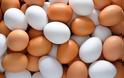 Νορβηγοί σεφ παρήγγειλαν 15.000 αυγά αντί για 1.500!