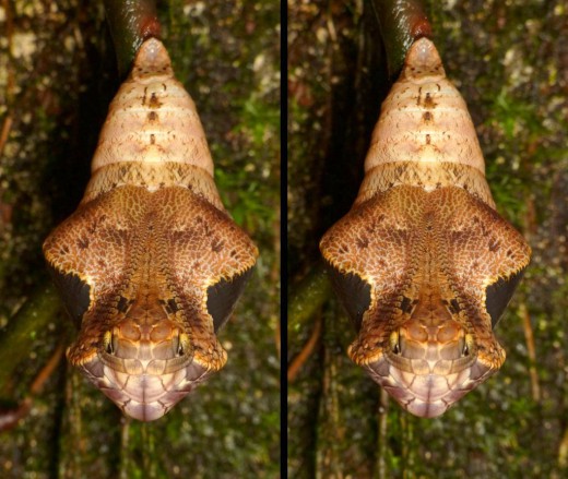 Πεταλούδα μεταμορφώνεται και μιμείται το κεφάλι οχιάς! [photos] - Φωτογραφία 5