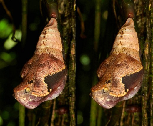 Πεταλούδα μεταμορφώνεται και μιμείται το κεφάλι οχιάς! [photos] - Φωτογραφία 6