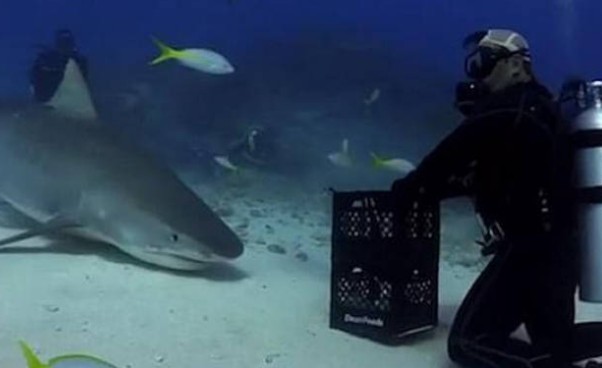 Παίζει με καρχαρία μέσα στον ωκεανό χωρίς προστατευτικό και σοκάρει [video] - Φωτογραφία 1