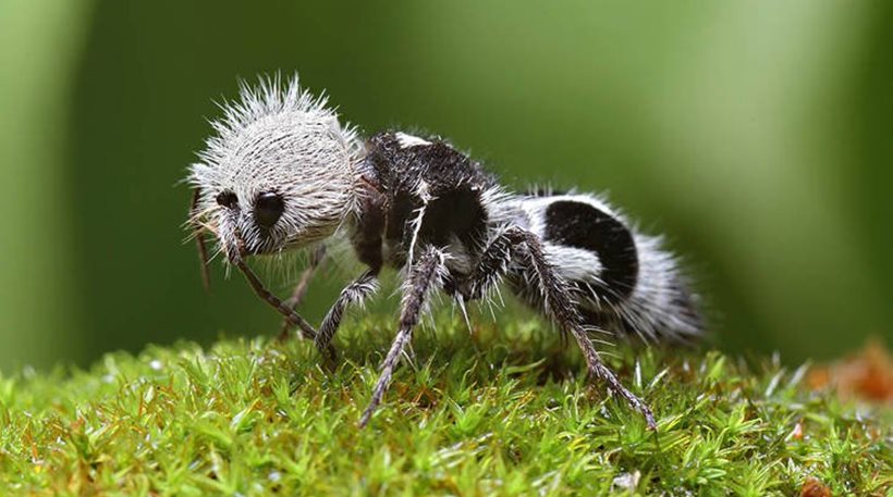 Δείτε το «φονιά αγελάδων»: Το μυρμήγκι που μοιάζει με πάντα και... δεν είναι μυρμήγκι! - Φωτογραφία 1