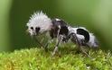 Δείτε το «φονιά αγελάδων»: Το μυρμήγκι που μοιάζει με πάντα και... δεν είναι μυρμήγκι!