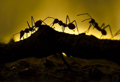 Ποια είναι η μυρωδιά που δεν αντέχουν τα μυρμήγκια και οι κατσαρίδες; - Φωτογραφία 1