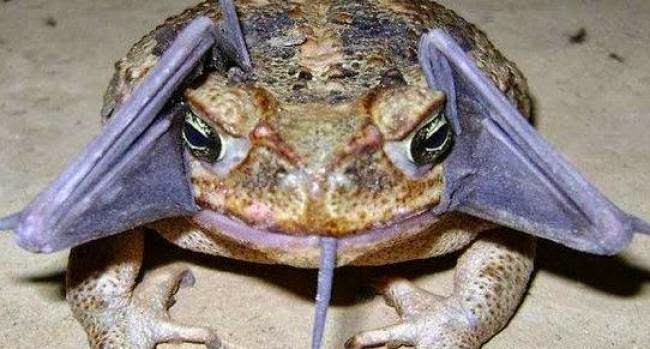 Δεν μπορείτε να φανταστείτε τι έχει ο βάτραχος στο στόμα του  [photo] - Φωτογραφία 2