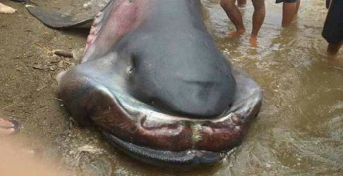 Καρχαρίας Megamouth: Ένα σπάνιο και τρομακτικό είδος! - Φωτογραφία 1