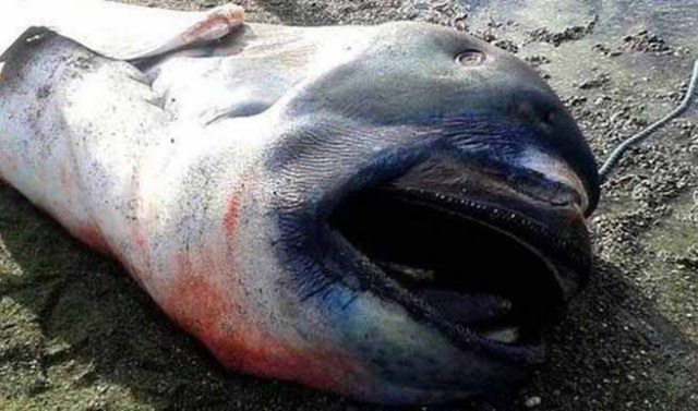 Καρχαρίας Megamouth: Ένα σπάνιο και τρομακτικό είδος! - Φωτογραφία 5